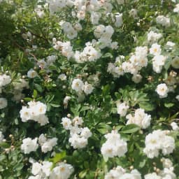 Armelle Plus